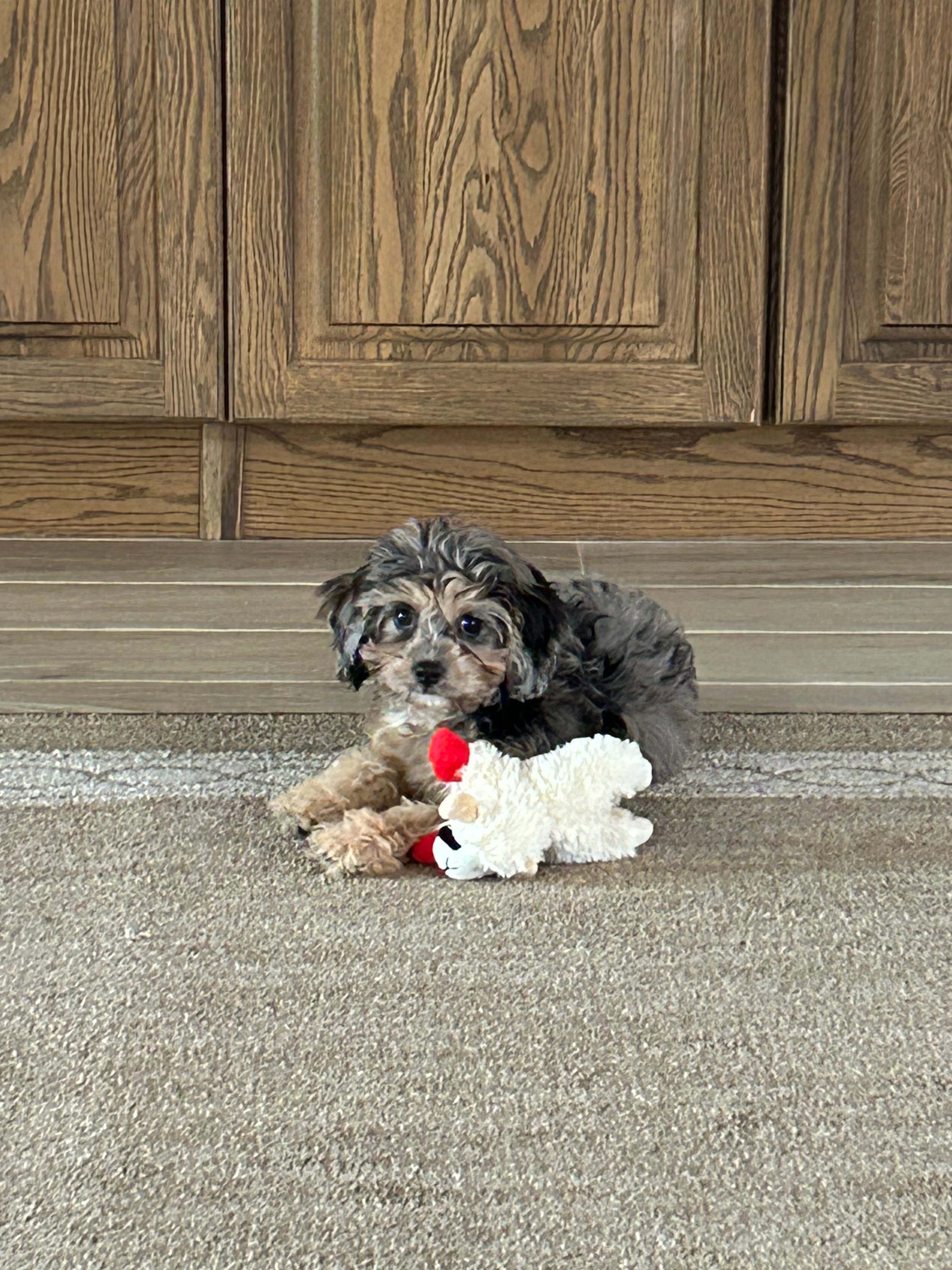 Mini Aussiedoodle Puppy for Adoption