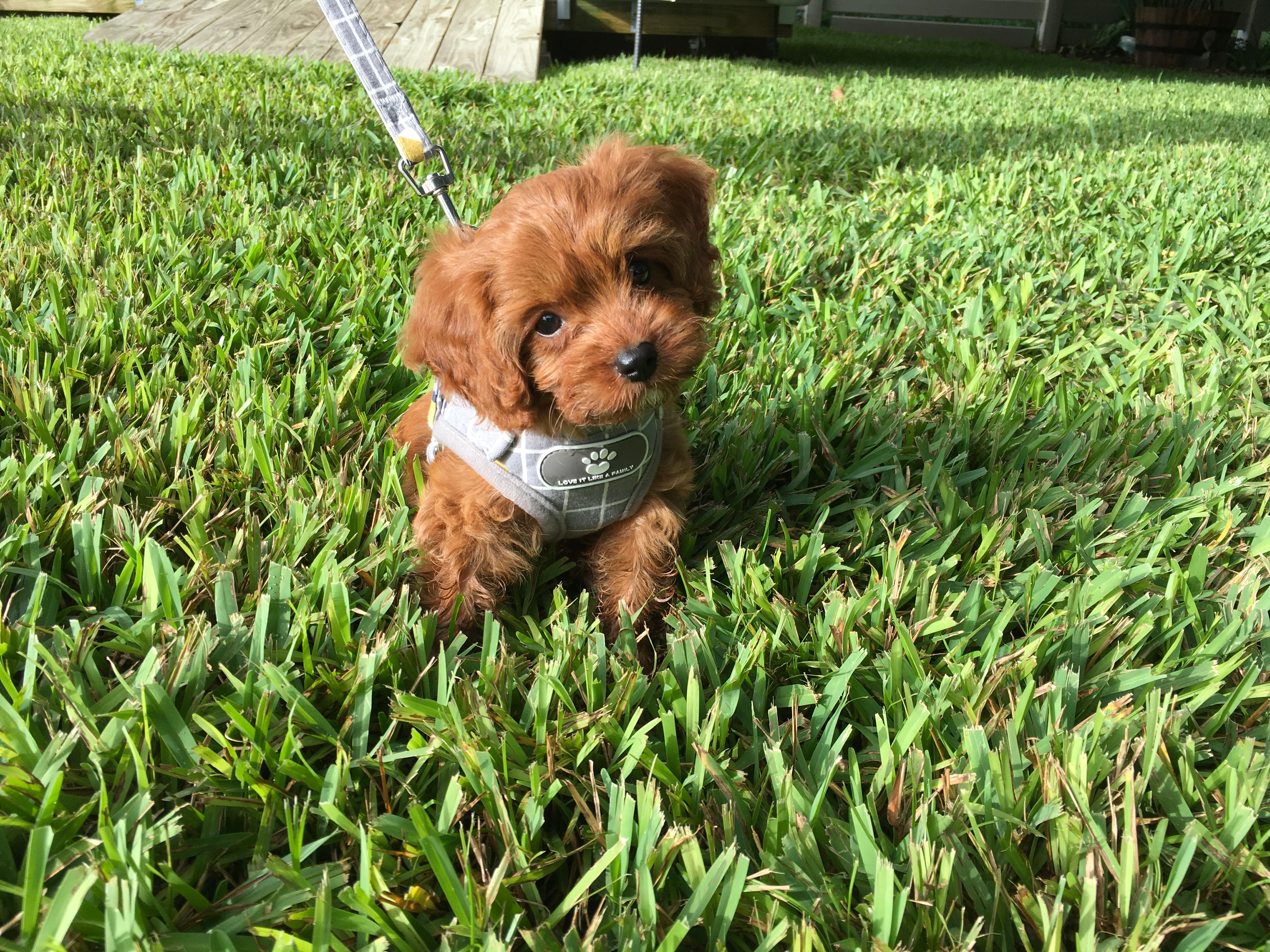 Cute Cavoodle Poodle Mix Puppy