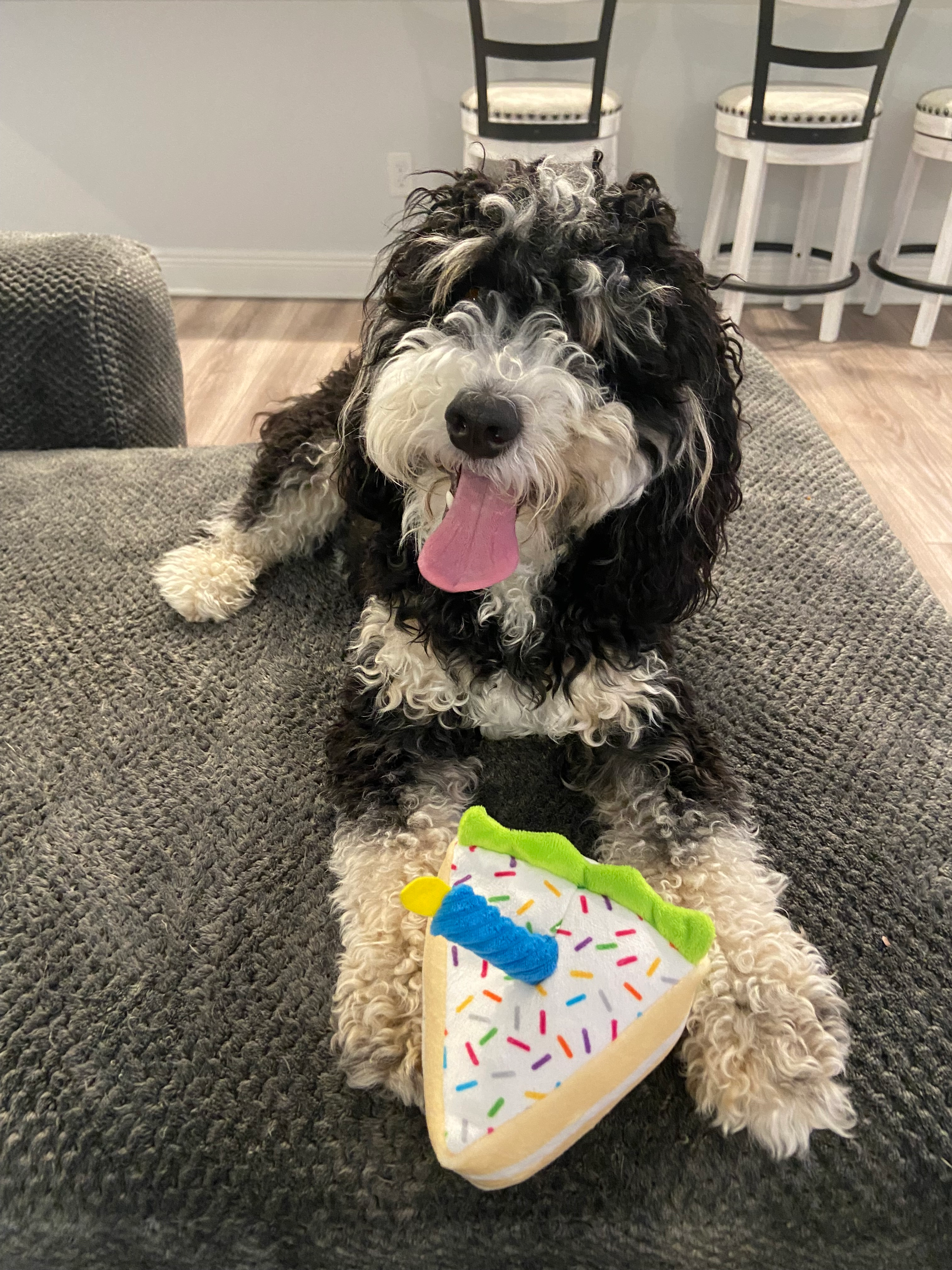 Mini Bernedoodle Pup Being Cute