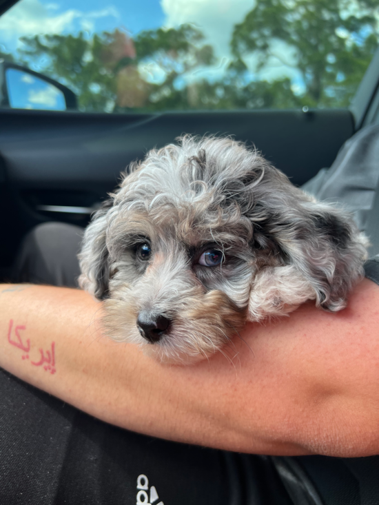 Mini Aussiedoodle