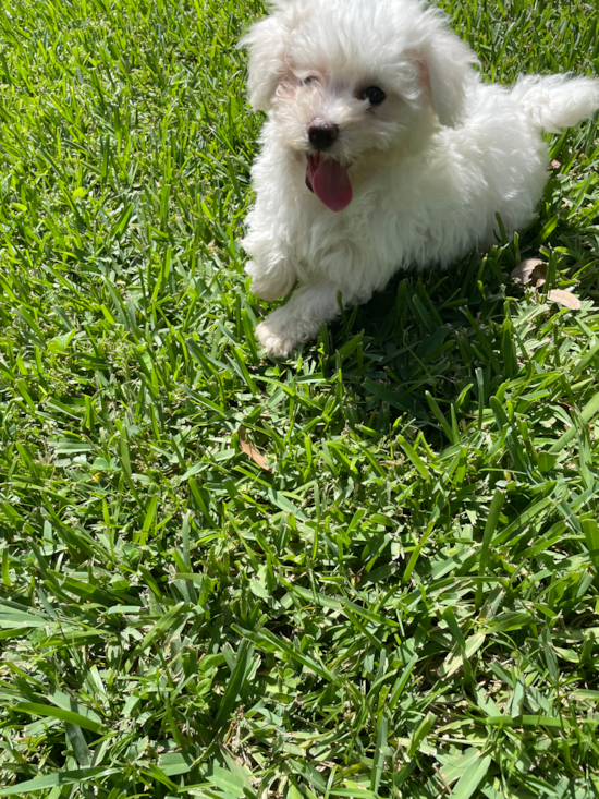 Havanese