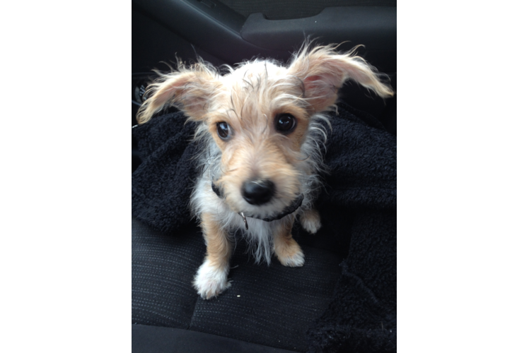 Meet  Harley Qwinn - our Cavapoo Puppy Photo 1/3 - Florida Fur Babies