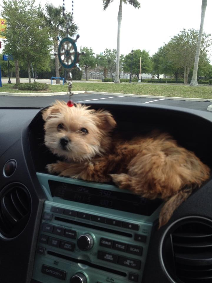 Best Morkie Baby