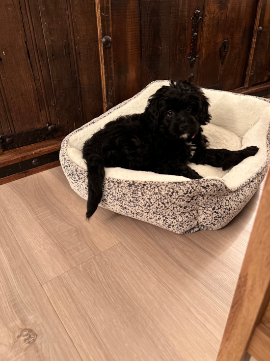 Mini Bernedoodle