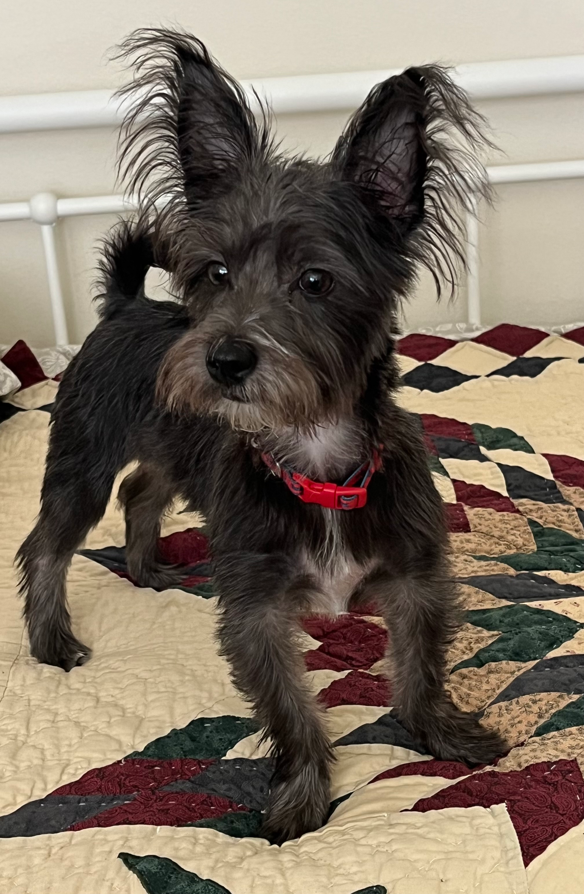 Fluffy Morkie Designer Pup