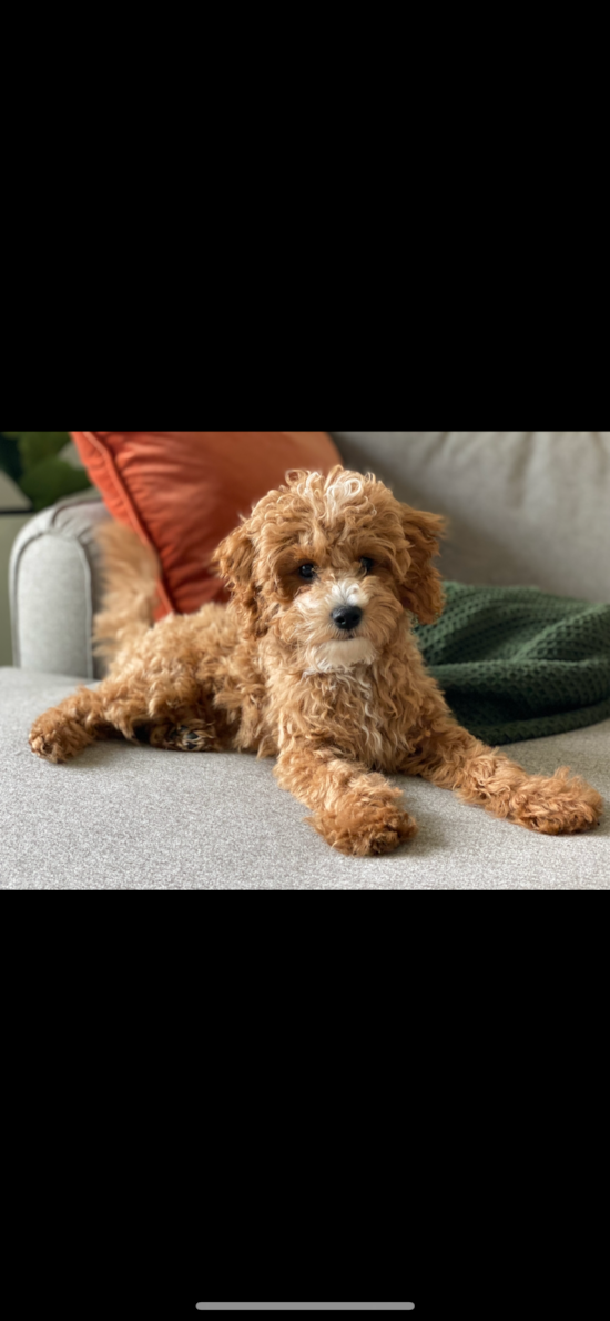 Cavapoo