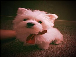 Maltese