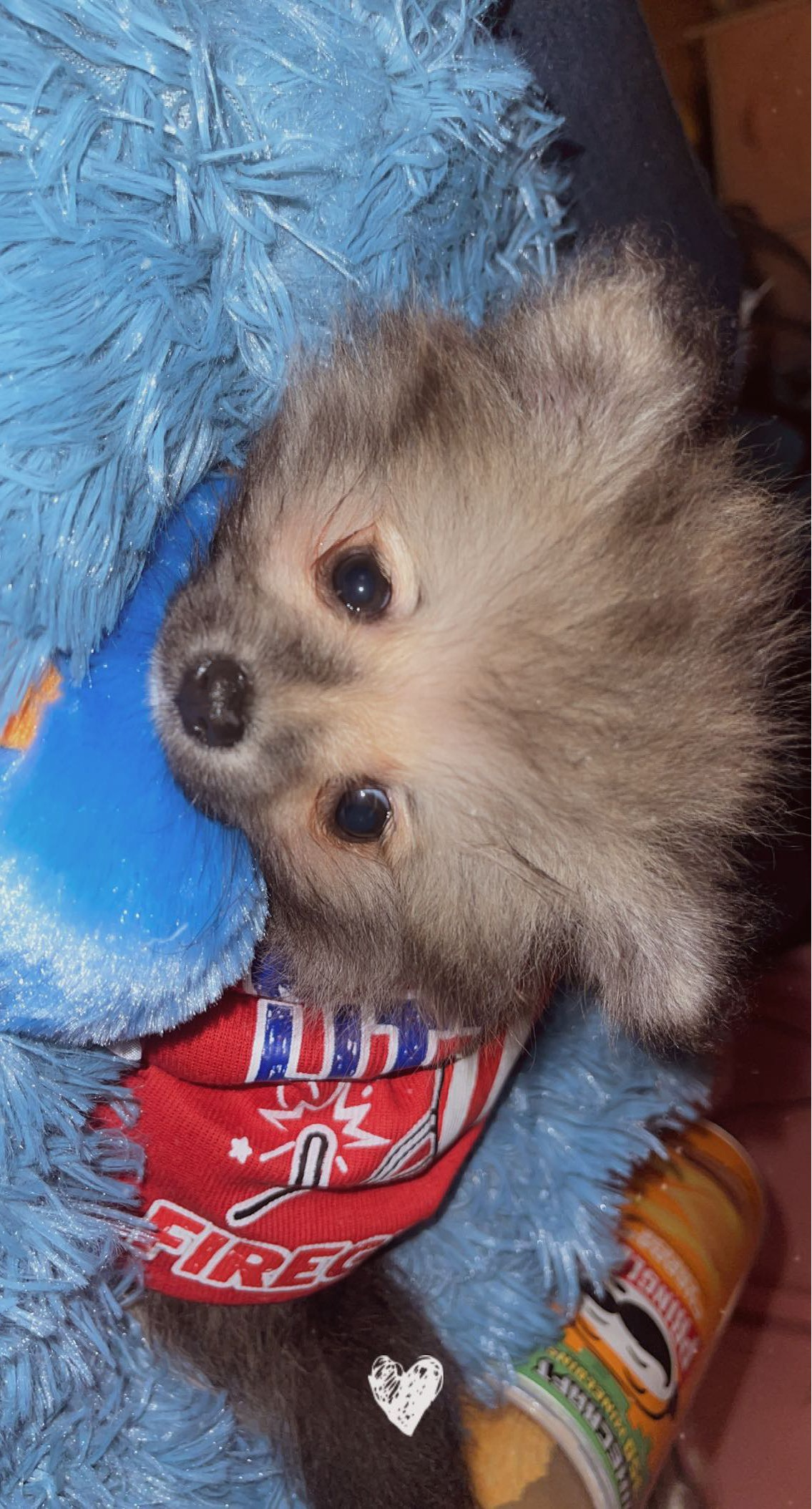 Cute Pomeranian Purebred Pup