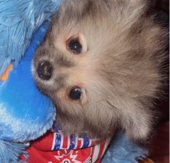 Loki Pomeranian puppy