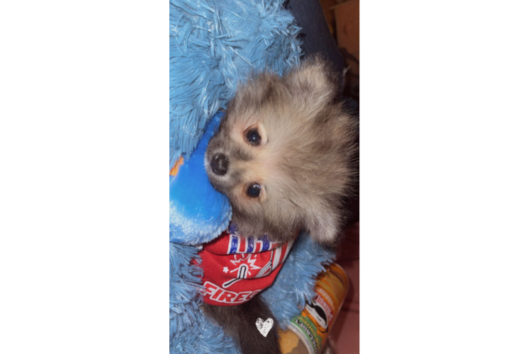 Meet Loki - our Pomeranian Puppy Photo 1/3 - Florida Fur Babies