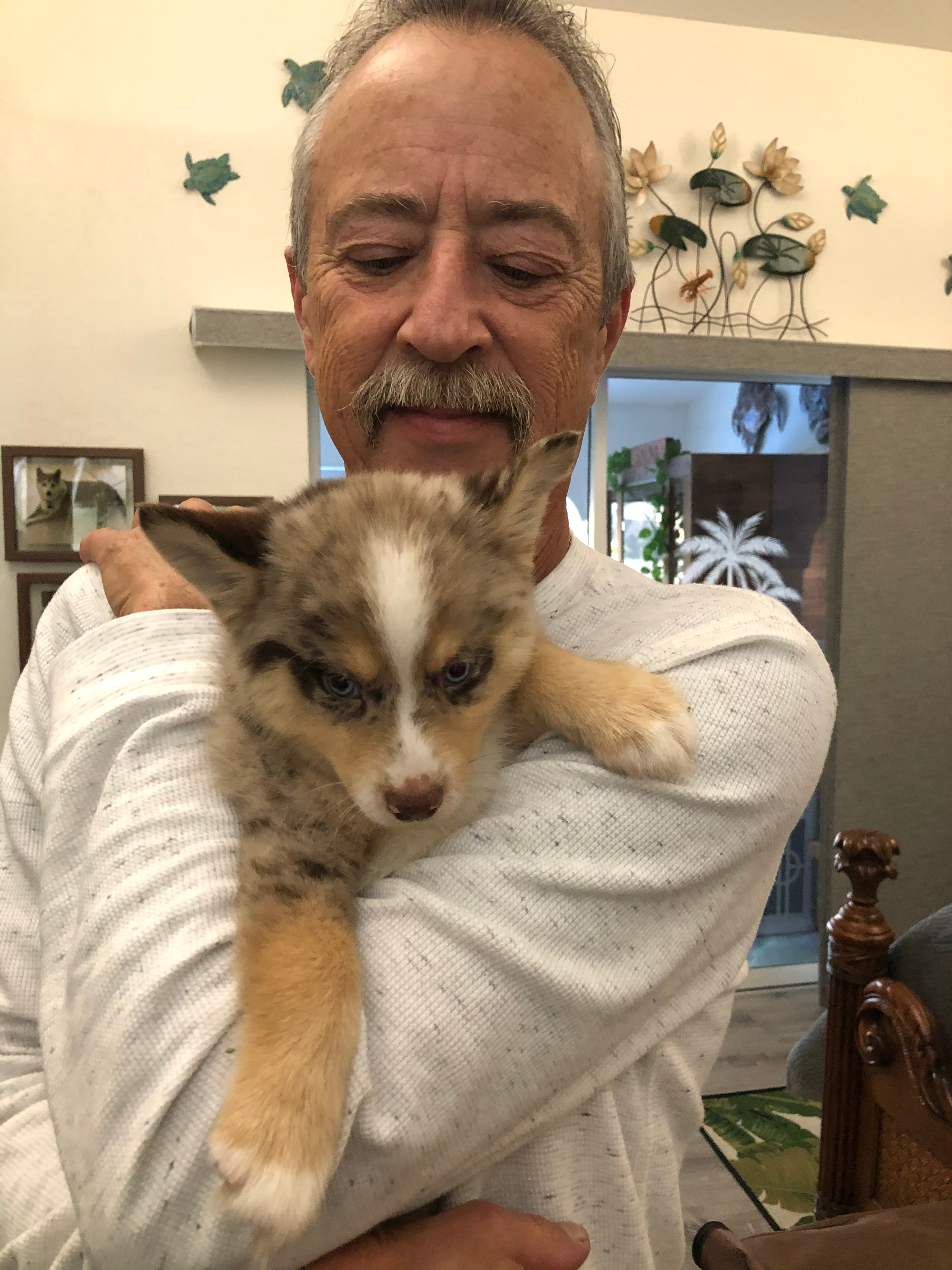 Playful Mini Husky Designer Puppy