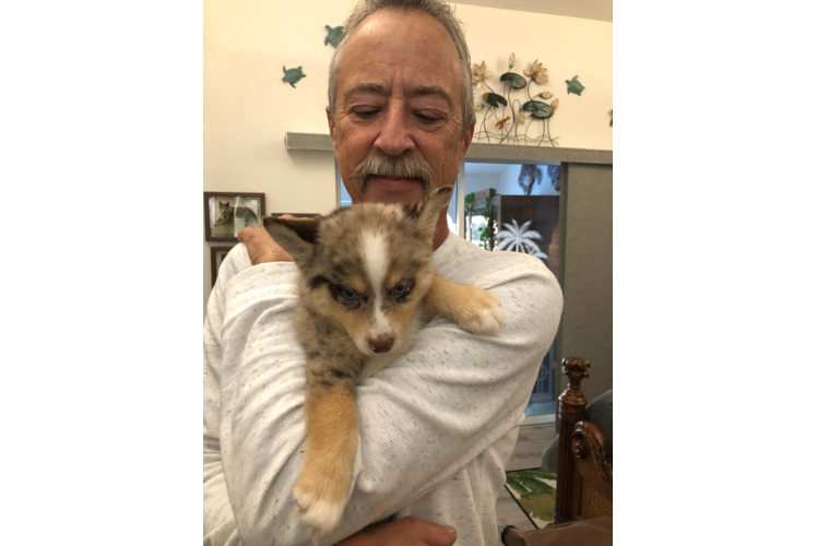 Meet Titan - our Pomsky Puppy Photo 1/3 - Florida Fur Babies
