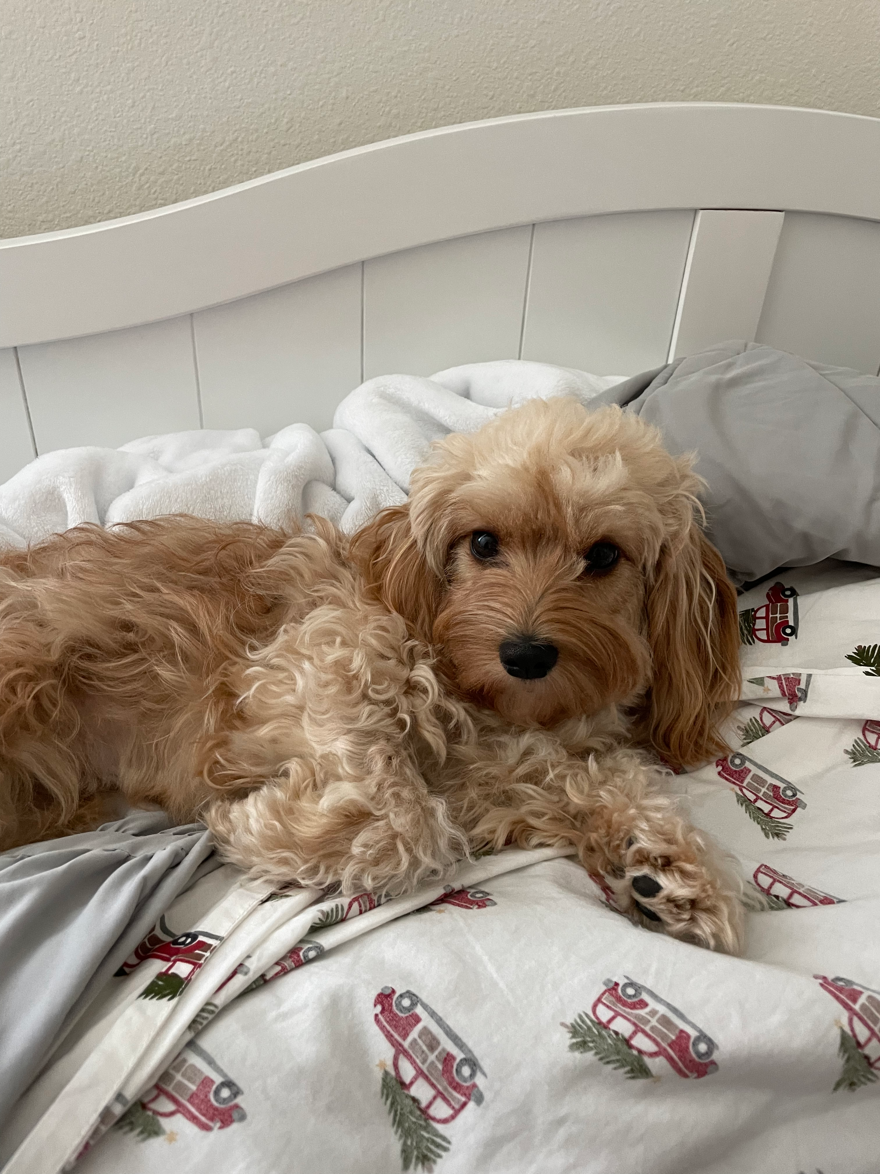 Cavapoo Puppy for Adoption