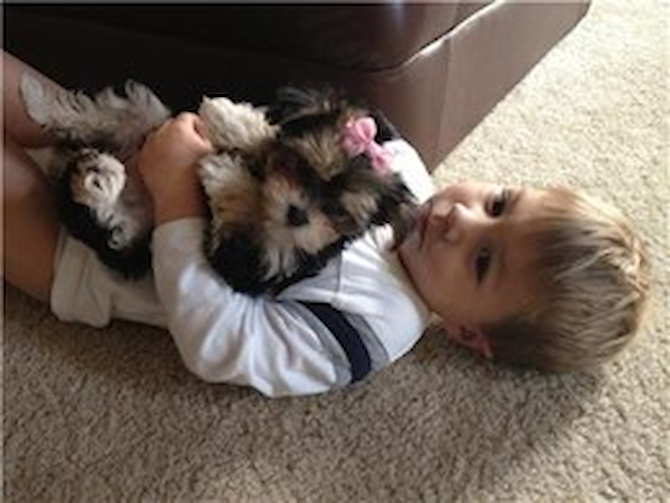Murfie - Puppy For Sale - Florida Fur Babies