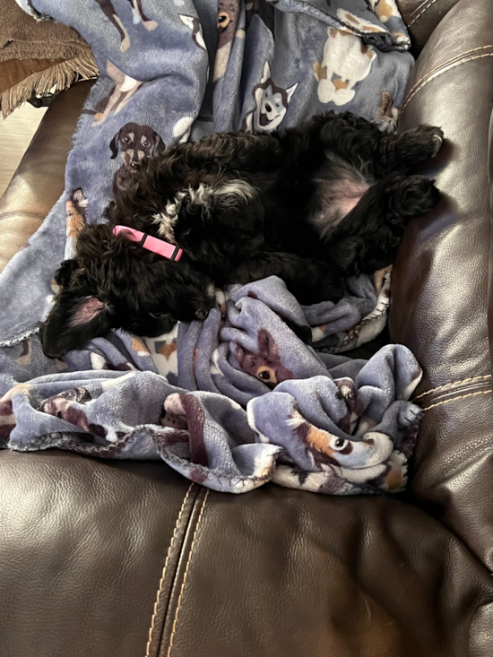 Mini Bernedoodle