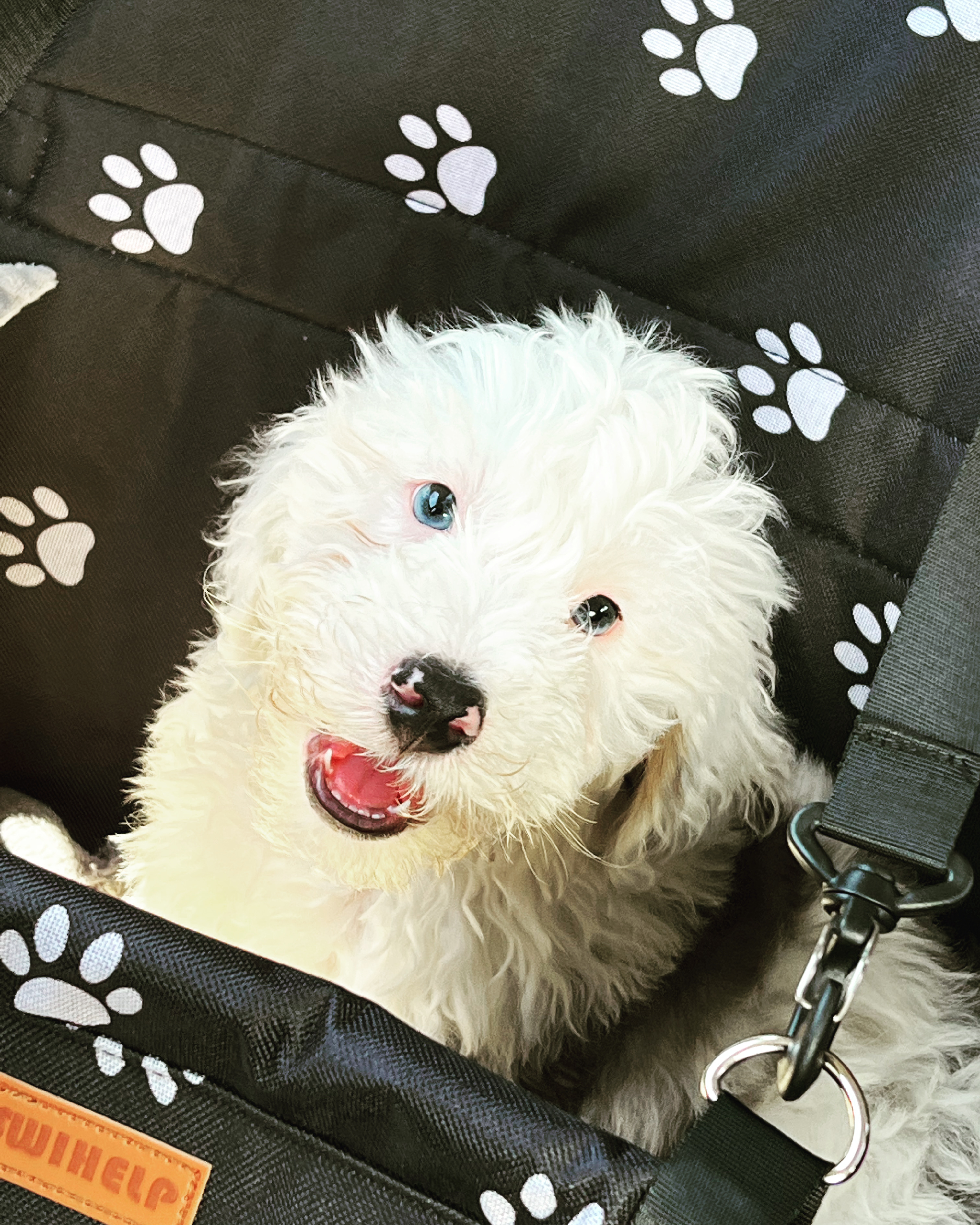 Mini Bernedoodle Pup Being Cute