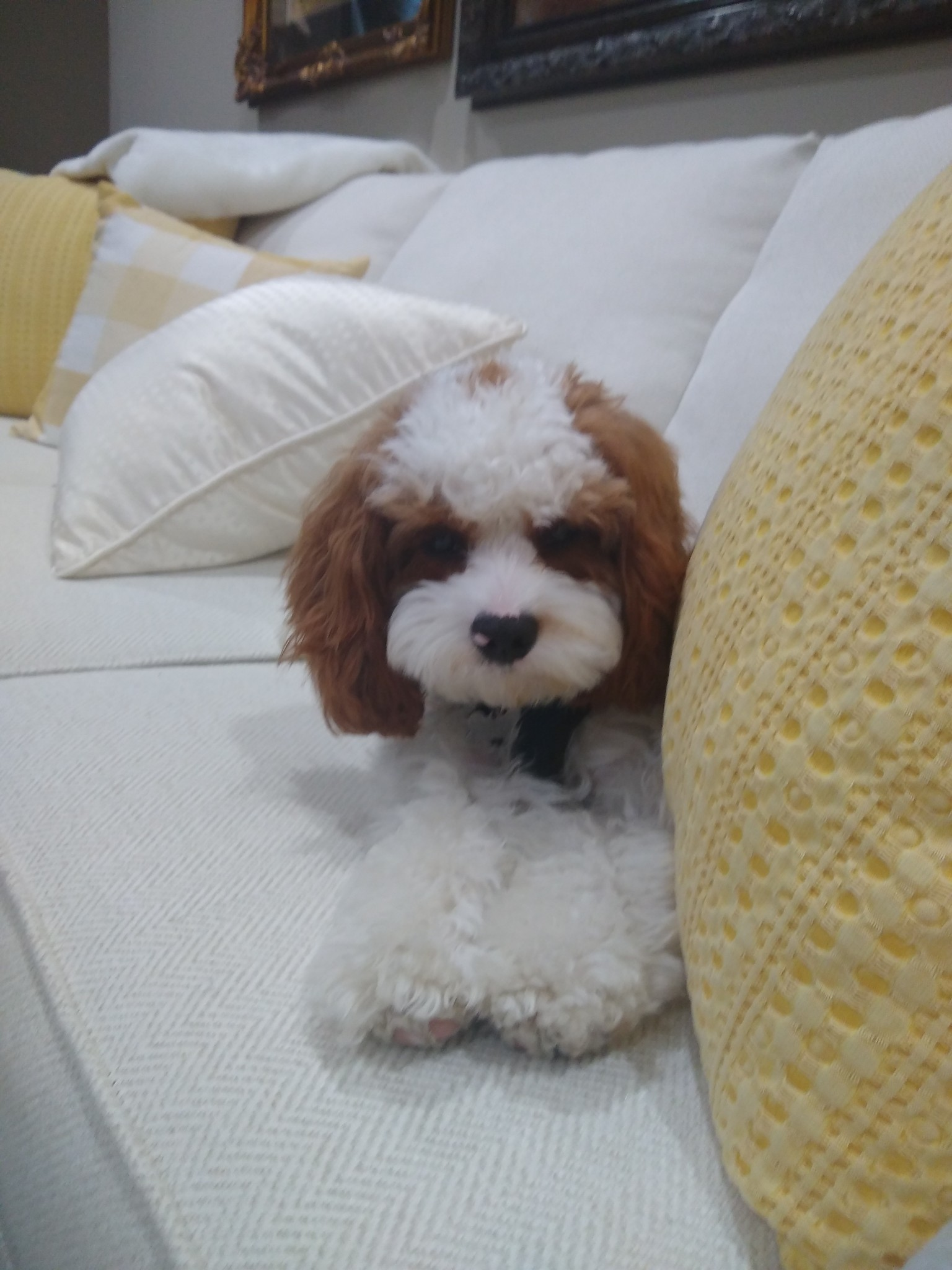 Best Cavapoo Baby