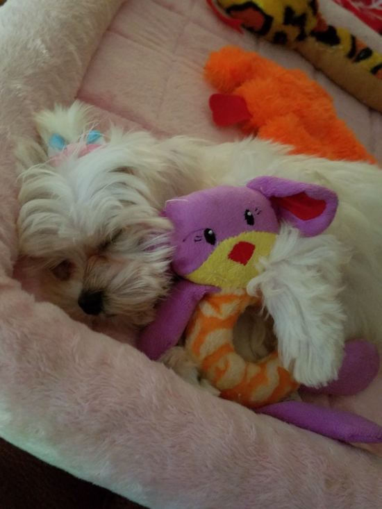 Maltese