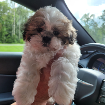 Thor, a Teddy Bear puppy from Crestview FL