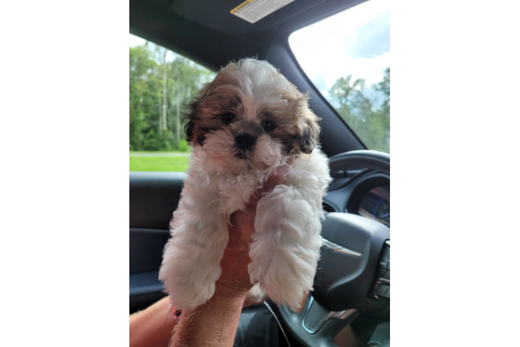 Meet Thor - our Teddy Bear Puppy Photo 1/3 - Florida Fur Babies