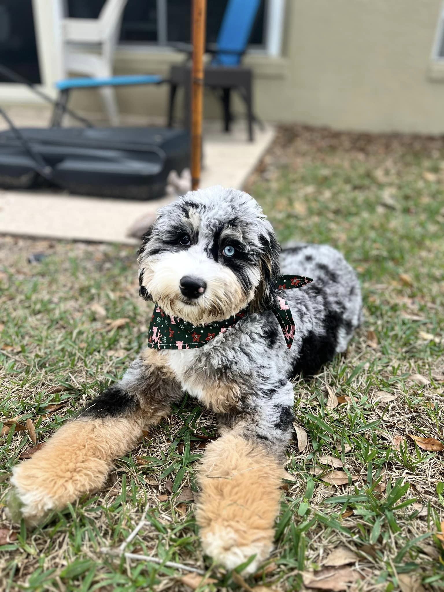 Mini fashion bernedoodle