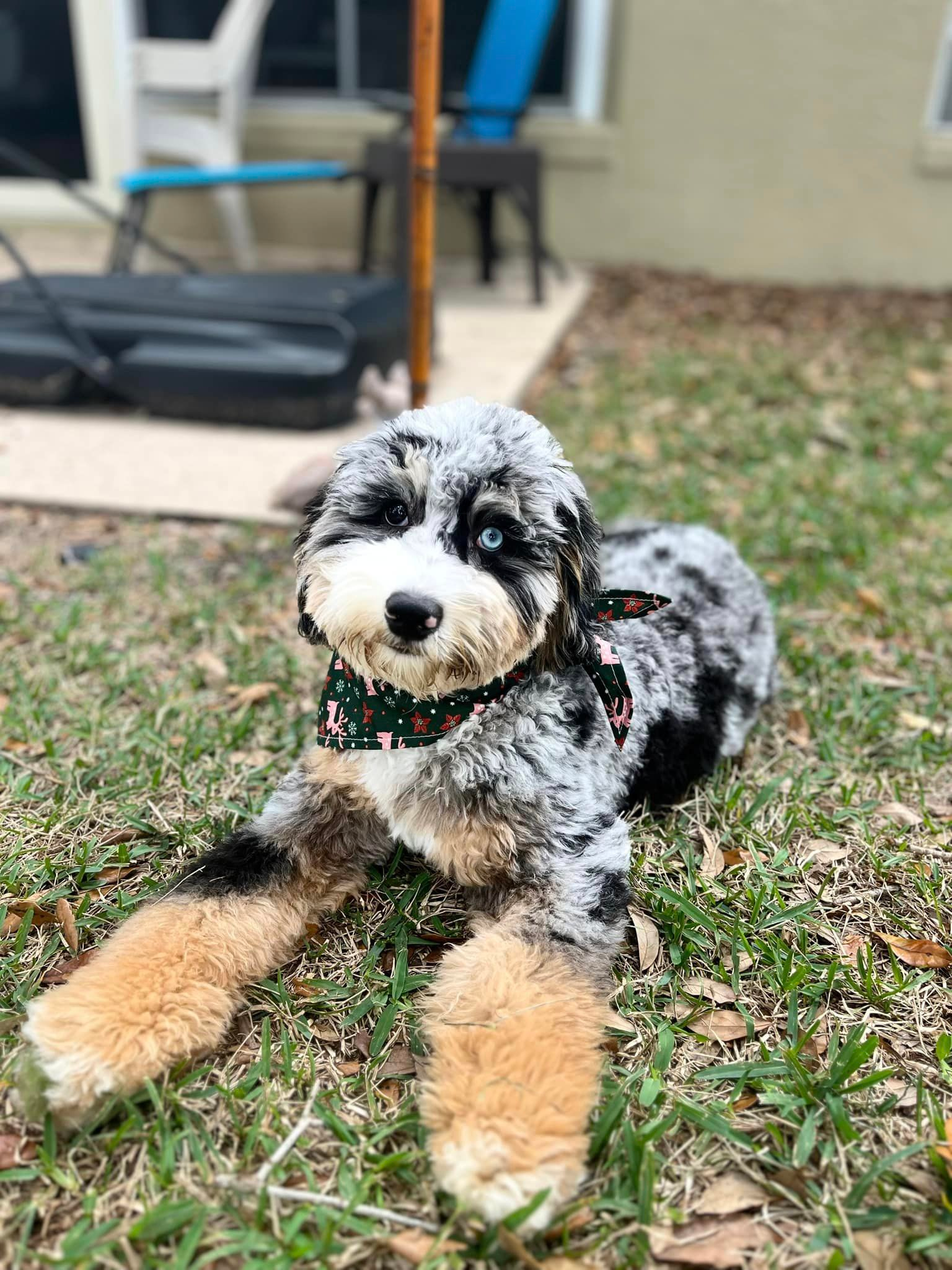 Best Mini Bernedoodle Baby