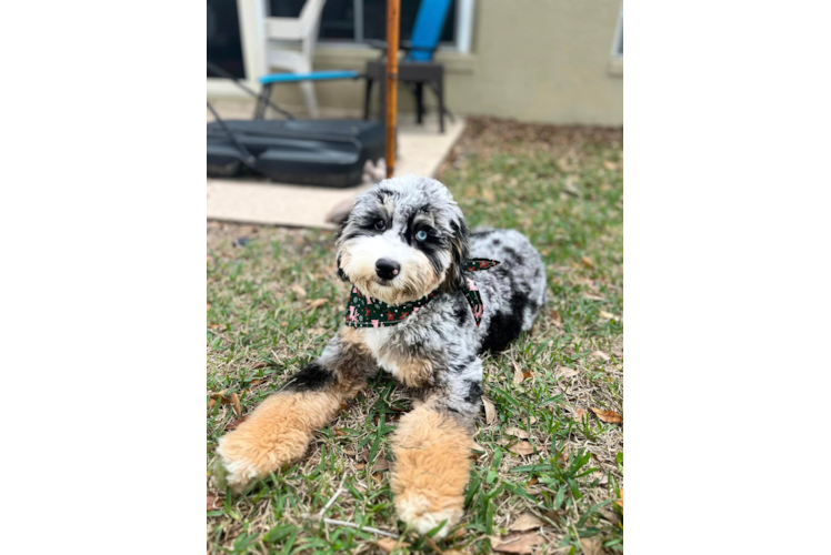 Best Mini Bernedoodle Baby