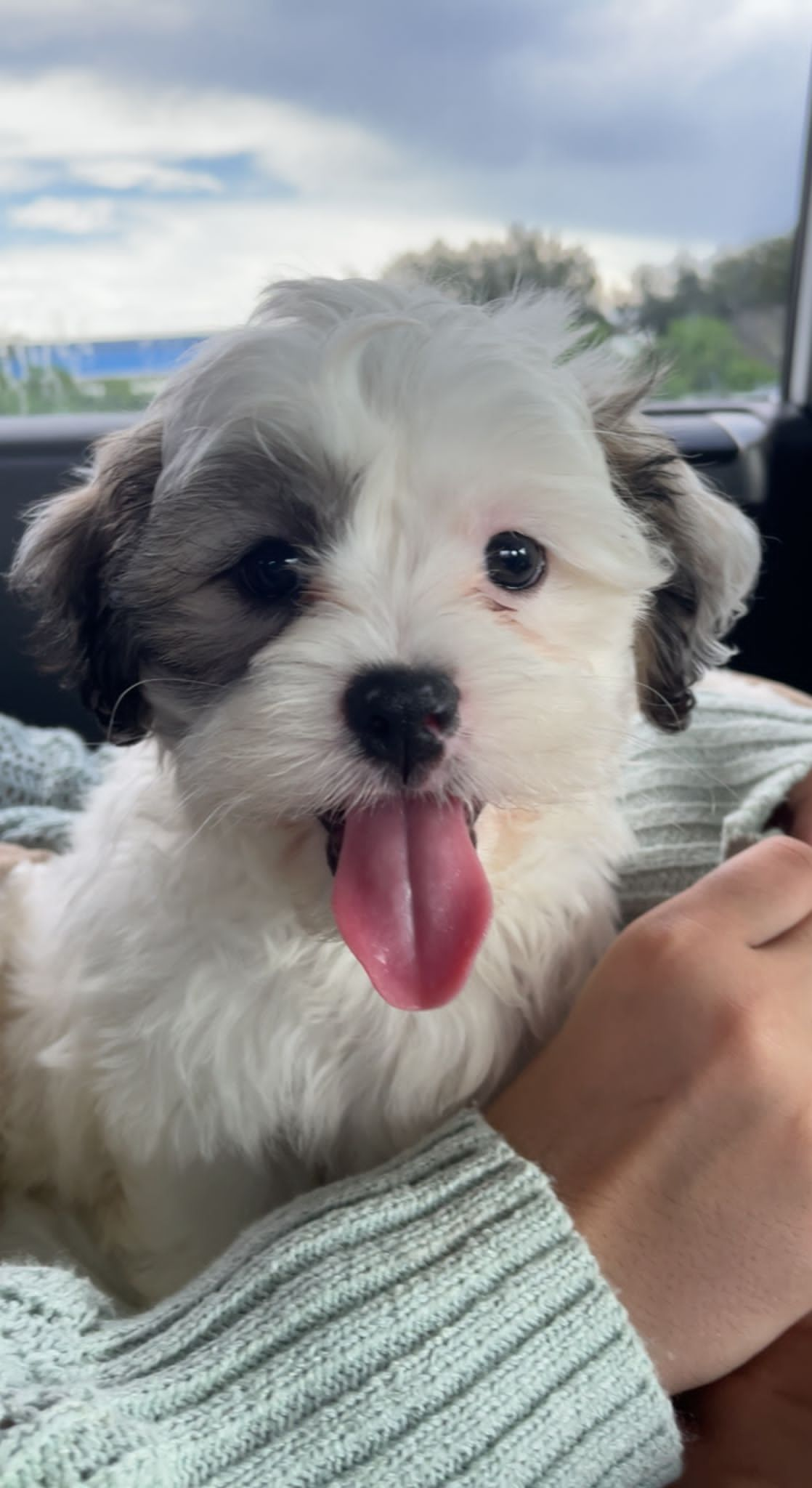Best Teddy Bear Baby