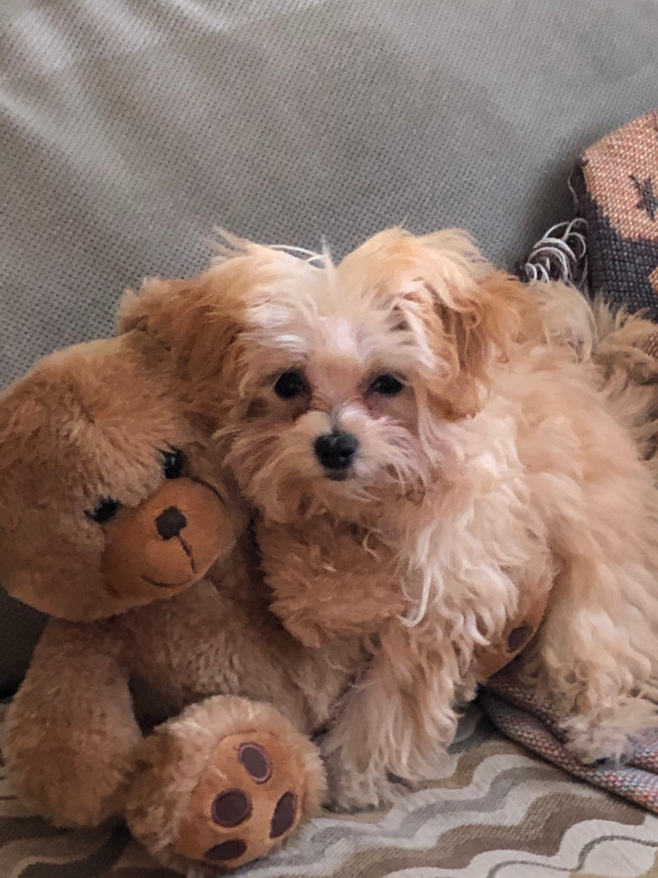 Maltipoo Pup Being Cute
