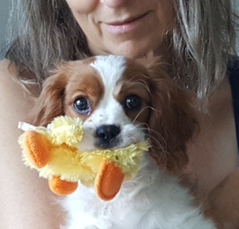 Lexington Cavalier King Charles Spaniel puppy Lexington Cavalier King Charles Spaniel puppy