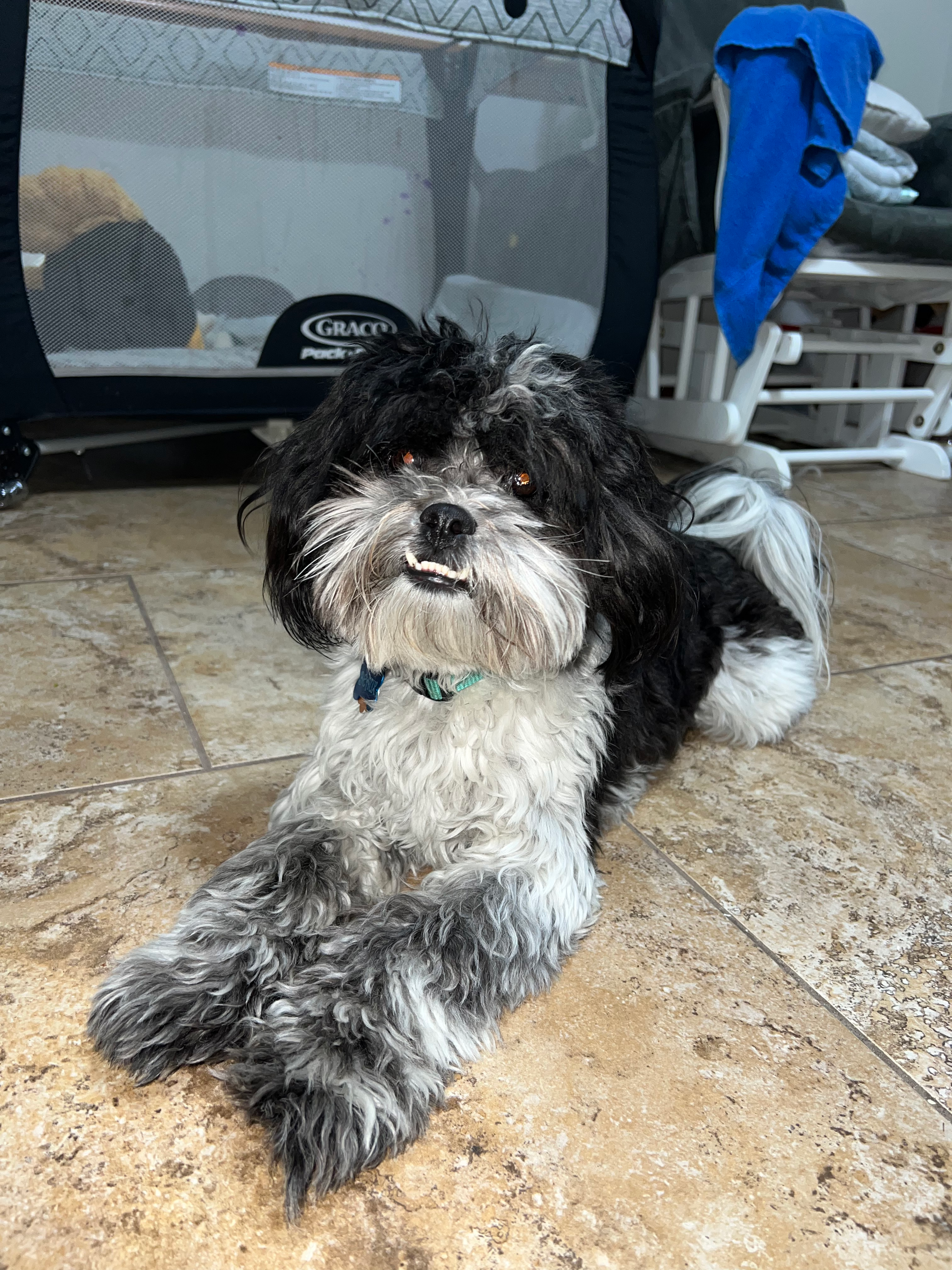 Shih Poo Puppy for Adoption