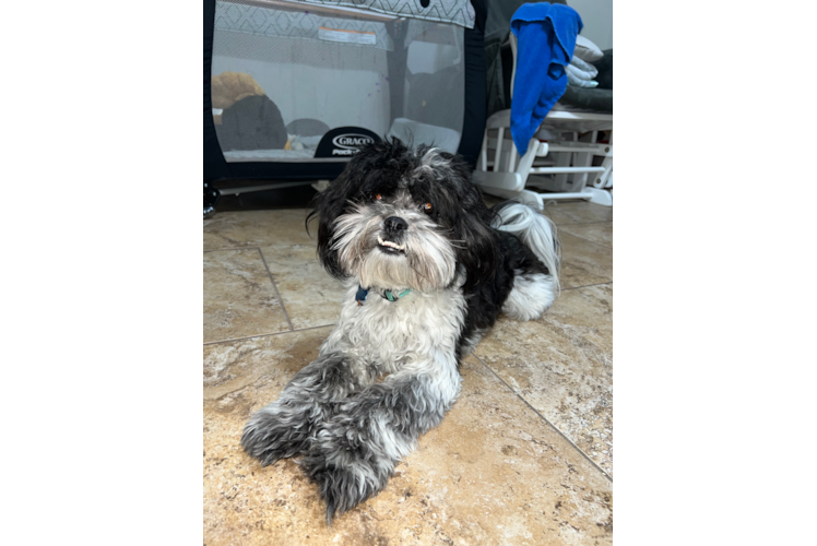 Shih Poo Puppy for Adoption