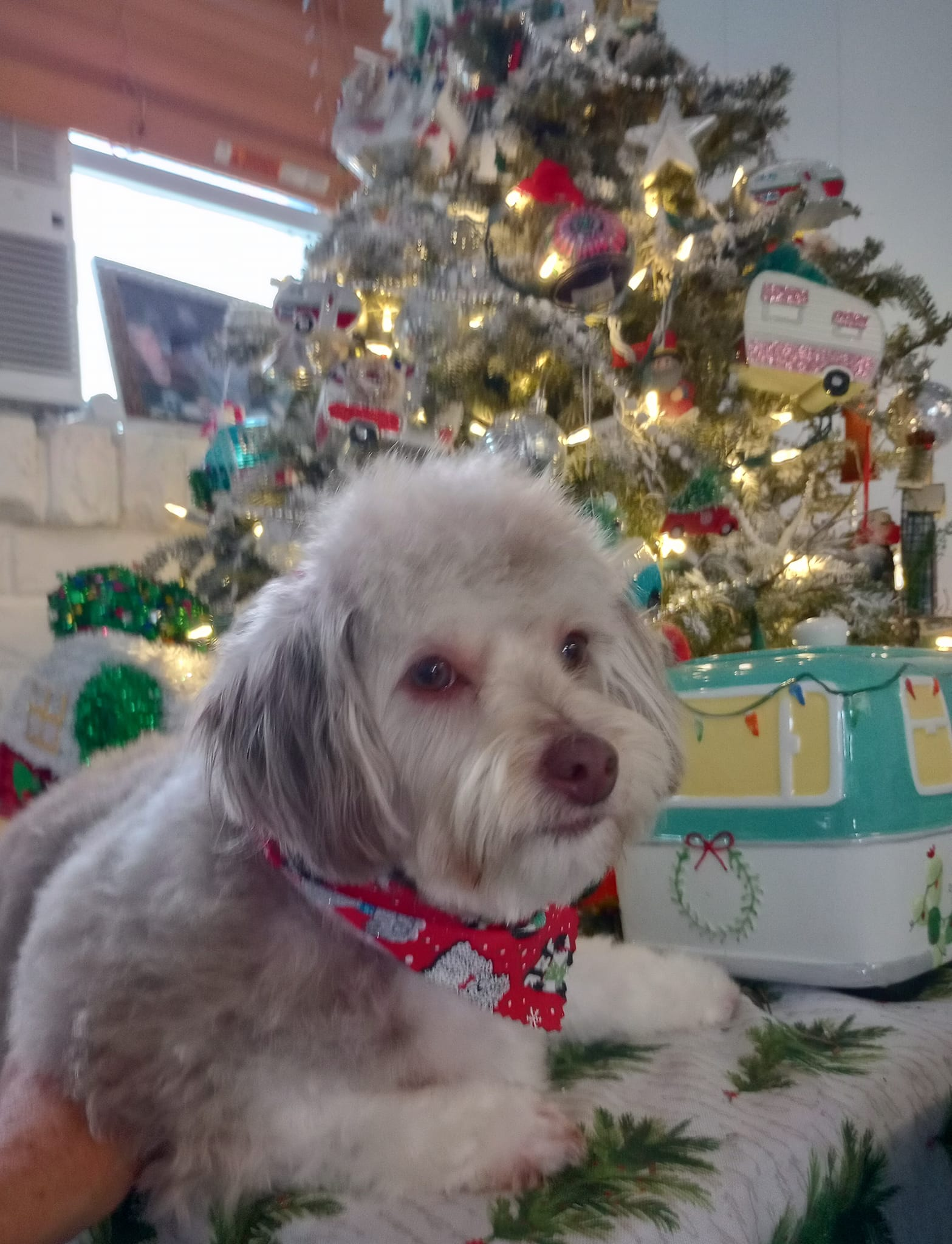 Mini Aussiedoodle Pup Being Cute