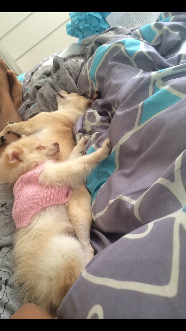 Cute Pomeranian Baby