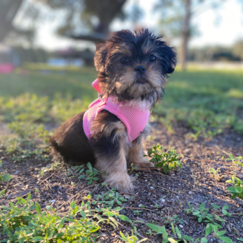 Daisy, a Shorkie puppy from North Port FL