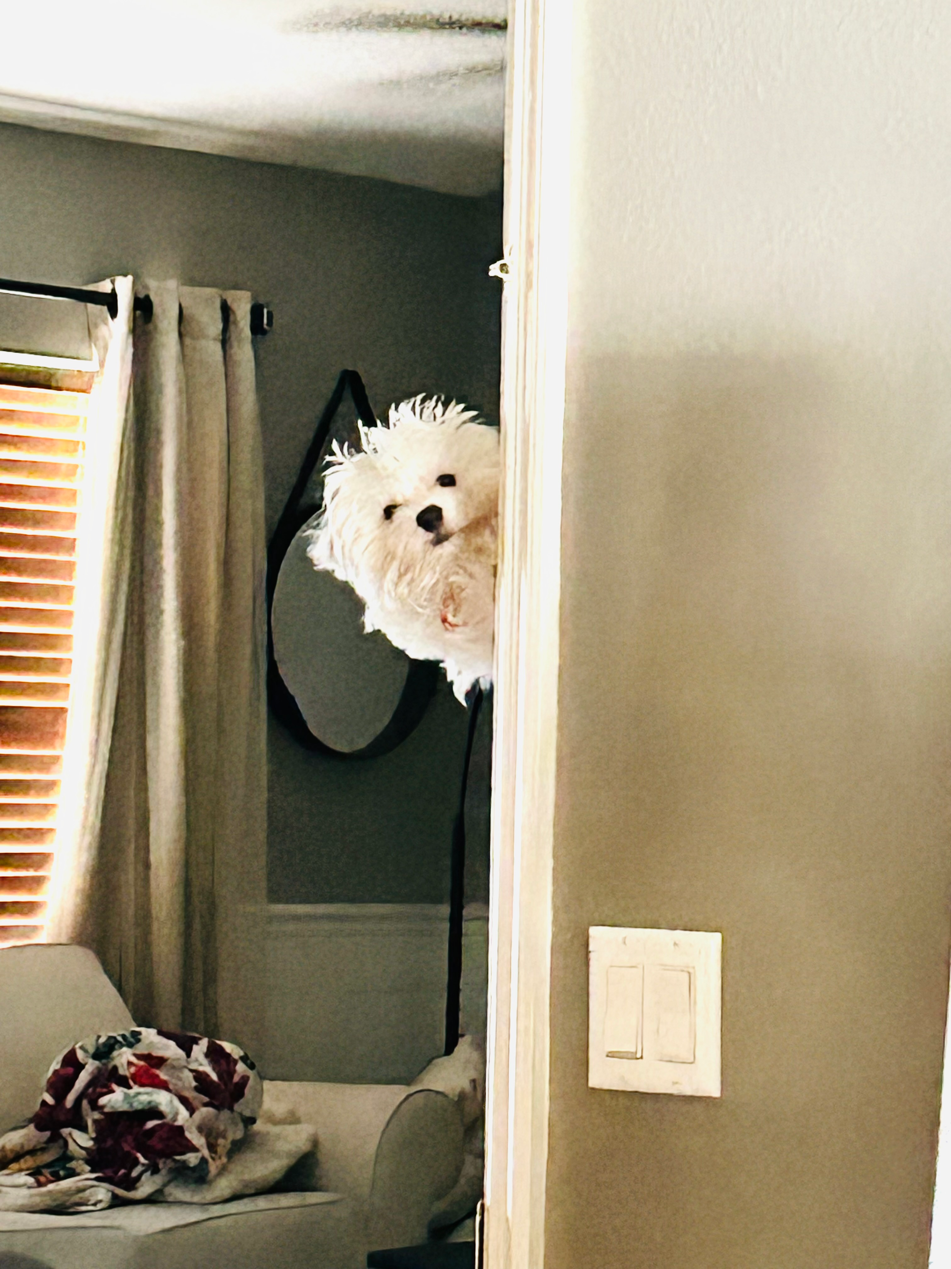 Teddy Bear Pup Being Cute