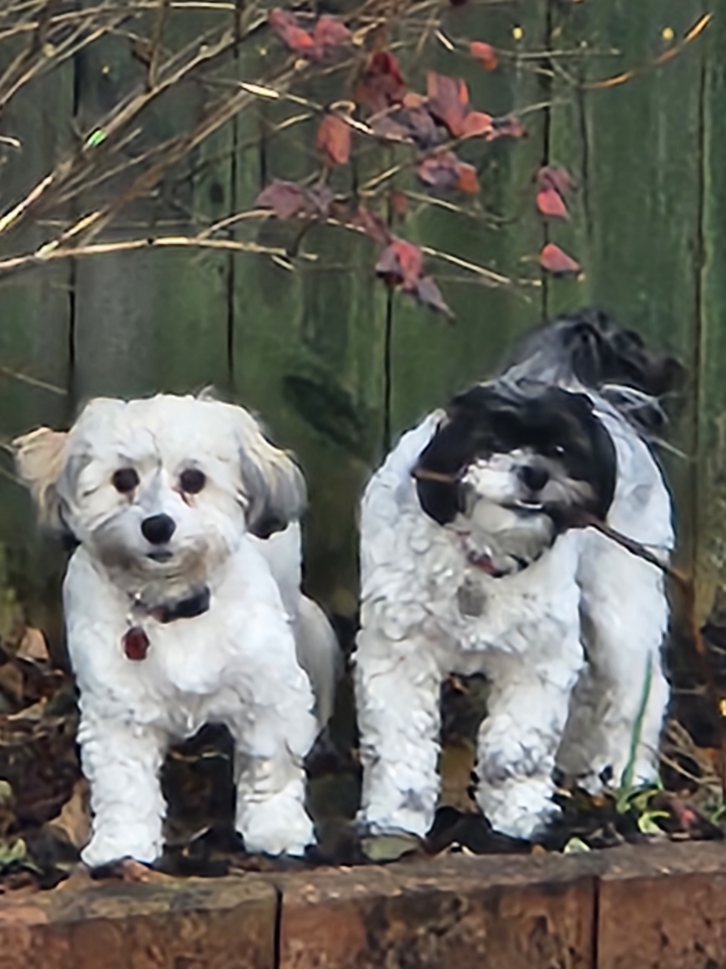 Hypoallergenic Shihpoo Poodle Mix Puppy