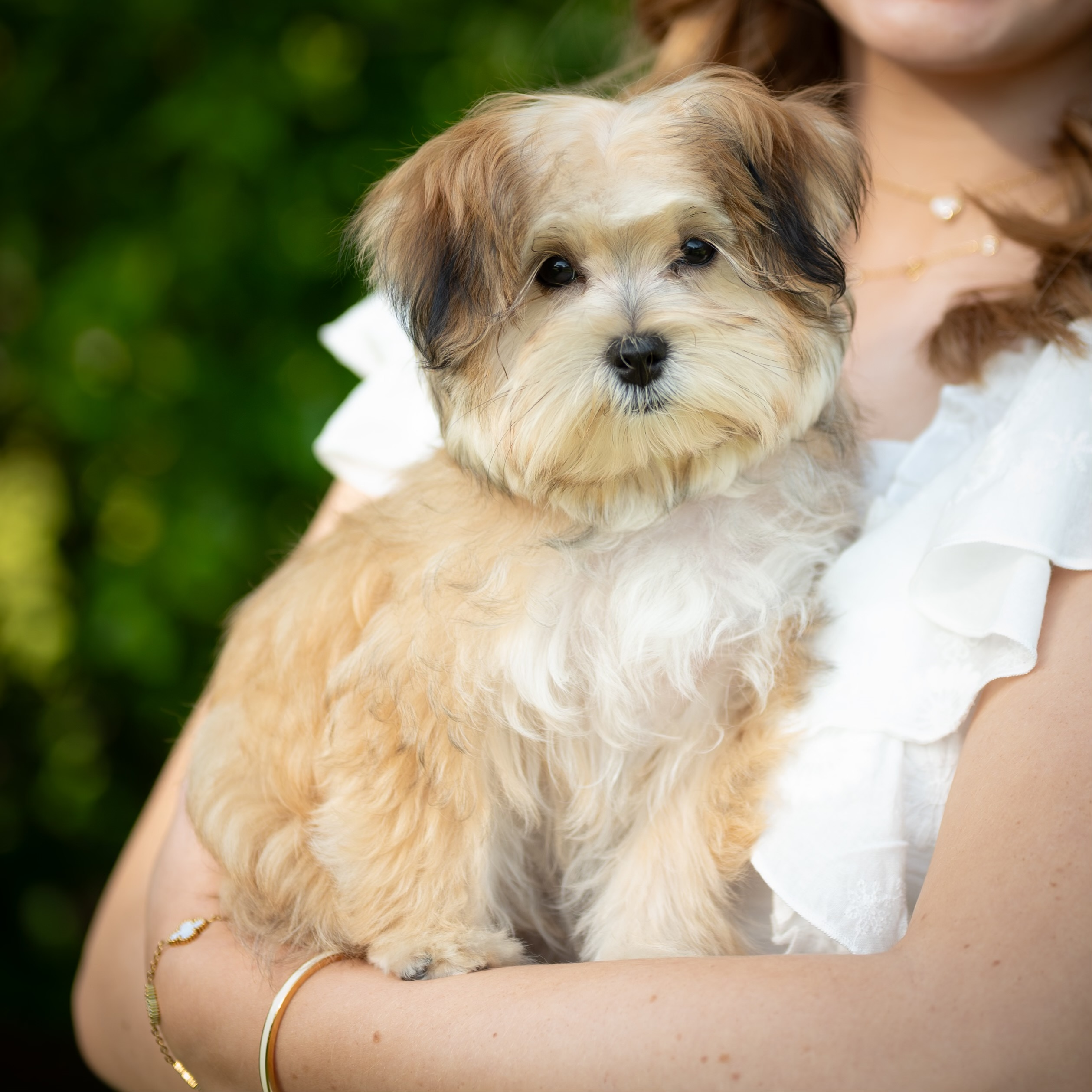 Sweet Morkie Baby
