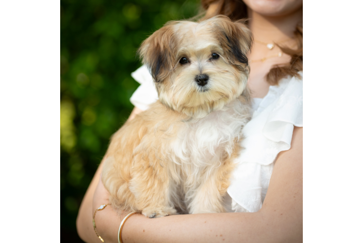 Sweet Morkie Baby