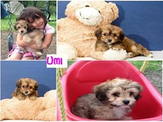 Umi - Puppy For Sale - Florida Fur Babies
