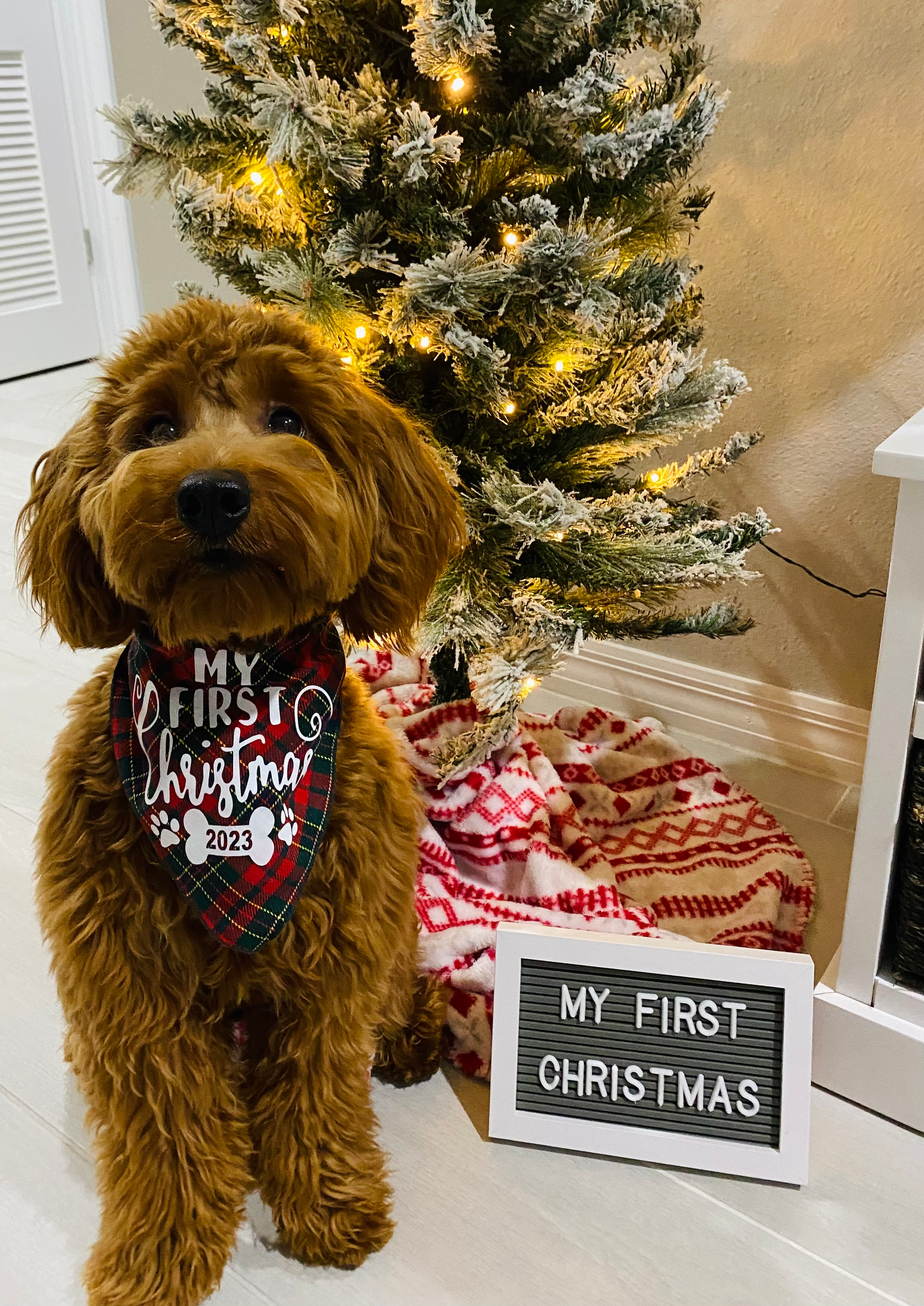 Little Golden Retriever Poodle Mix Puppy