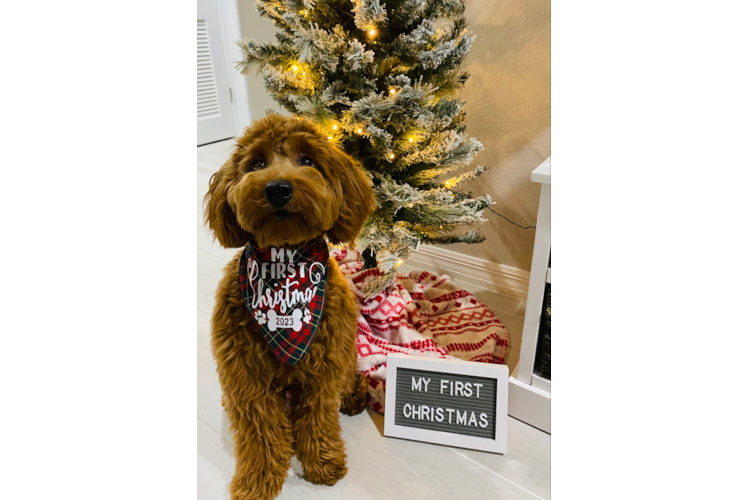 Little Golden Retriever Poodle Mix Puppy