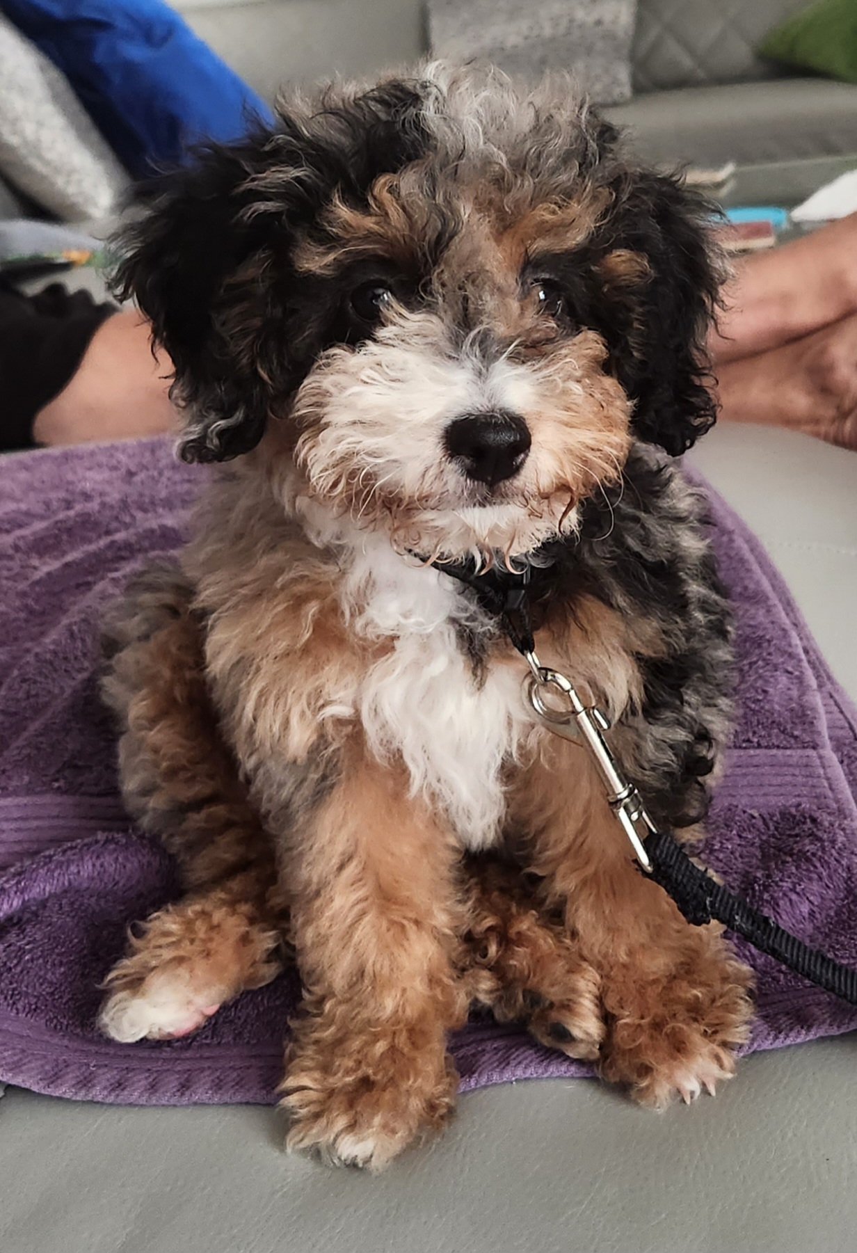 Little Mini Berniedoodle Poodle Mix Puppy