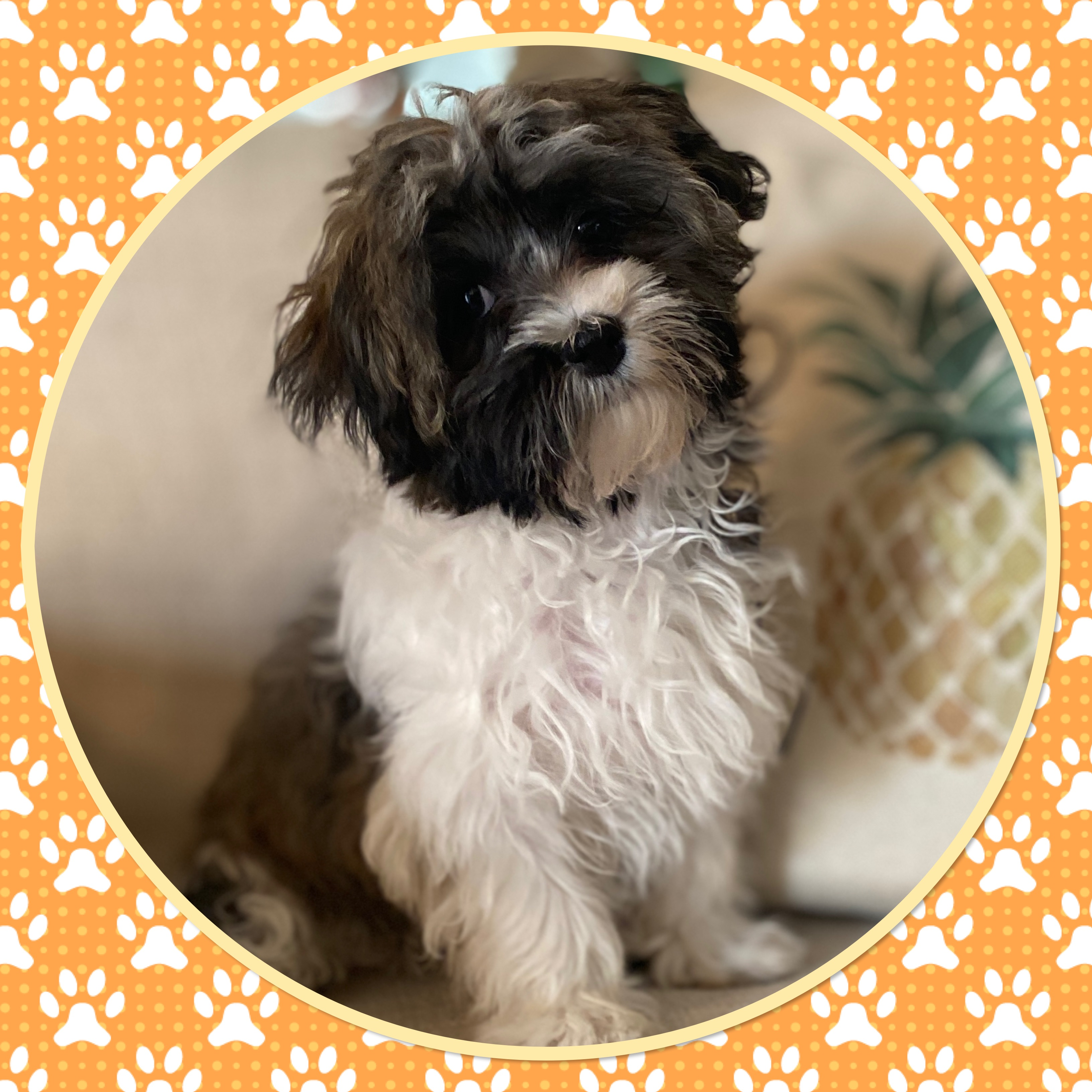 Havanese Puppy for Adoption