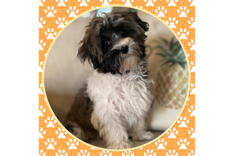 Havanese Puppy for Adoption