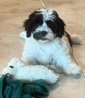 Cute Shi Chon Designer Puppy