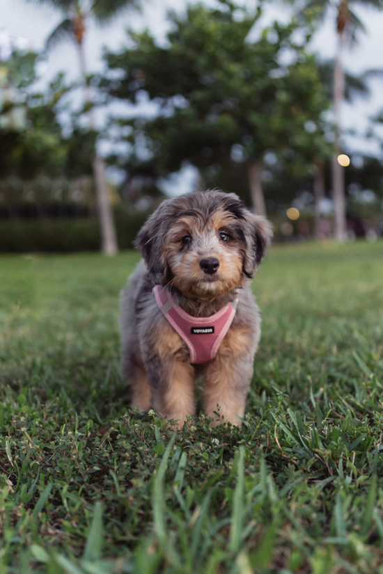 Mini Bernedoodle