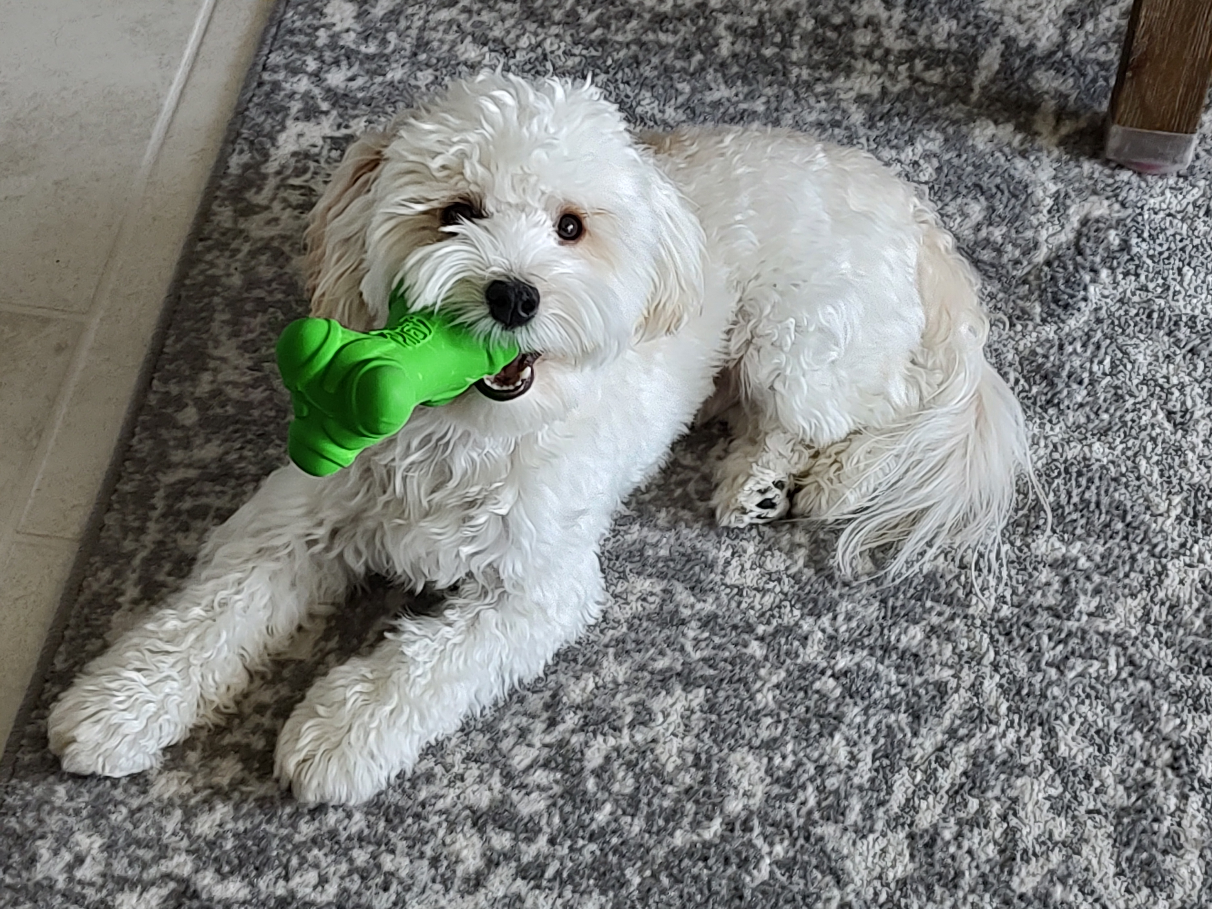 Maltipoo Pup Being Cute
