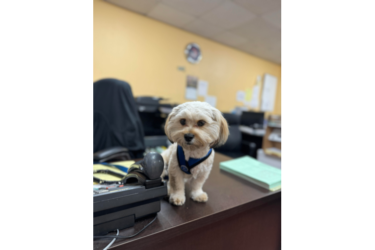 Dachshund Puppy for Adoption