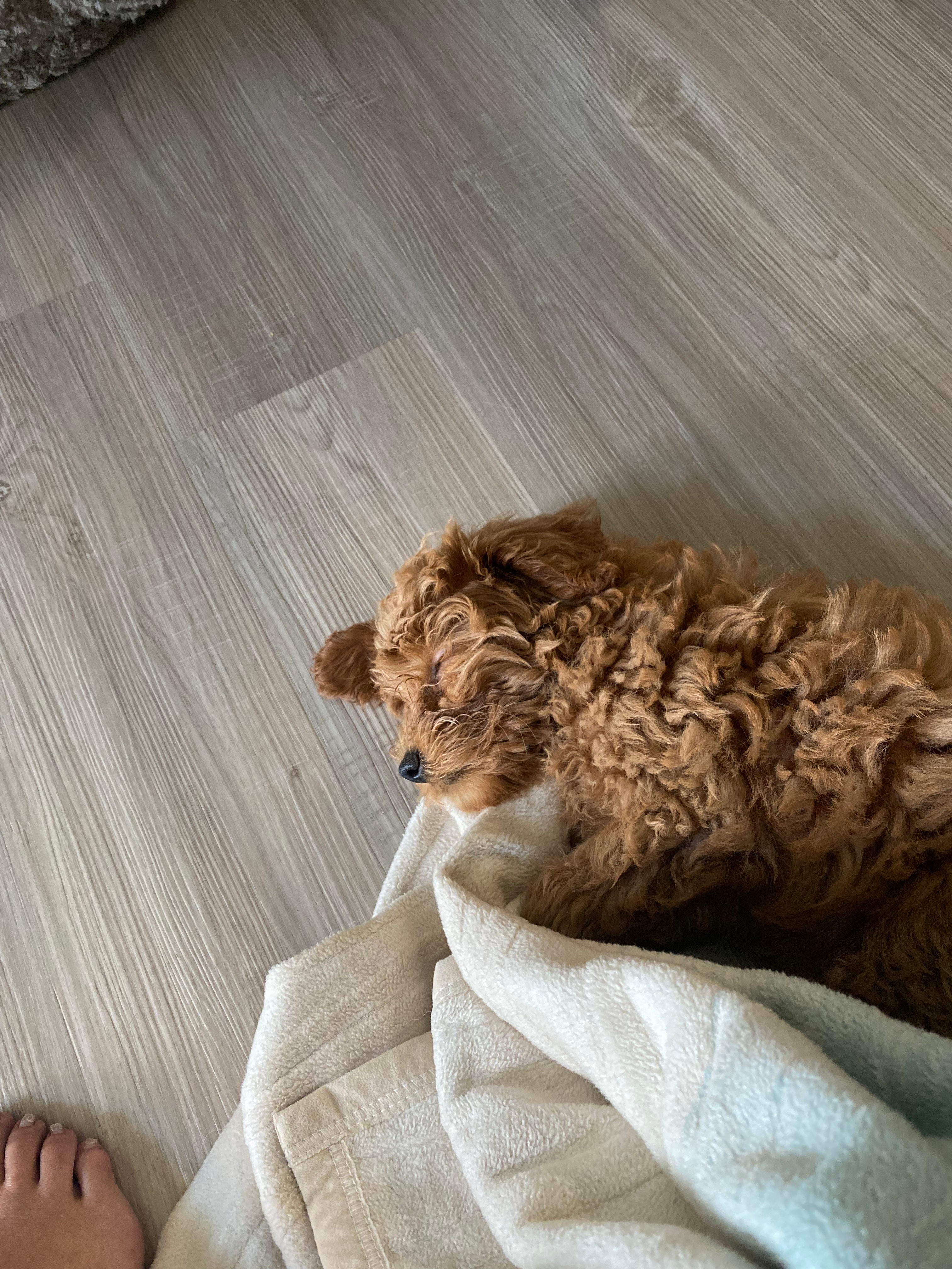 Cute Golden Retriever Poodle Mix Puppy